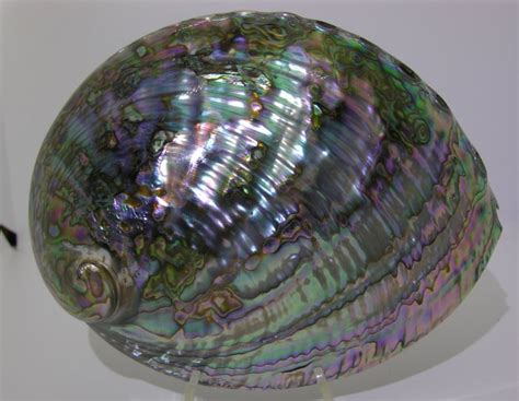 Abalone: A Sea Snail That Embraces Its Shell and Exudes Exquisite Beauty!