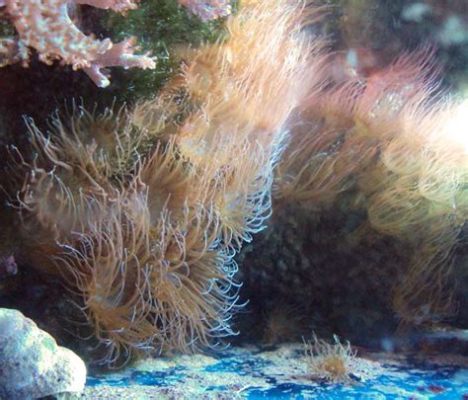  Aiptasia: A Venomous Polyp That Might Just Steal Your Aquarium's Spotlight!