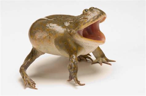  Budgett's Frog: Discover this Tiny Amphibian With a Big Appetite!