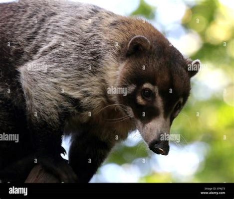  Coati! A Marvel of Mammalian Agility and Inquisitive Noses