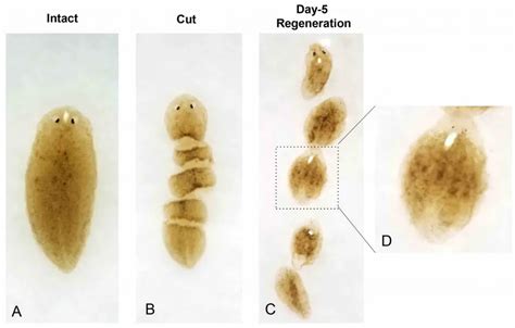  Land Planarian: A Miniature Master of Regeneration That Thrives on Decay!