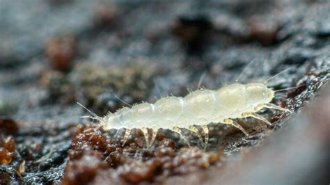 Pauropoda – The Tiny Arthropod Masters of Humus Decomposers! 