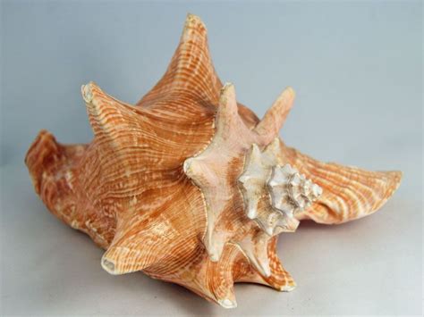  Queen Conch! A Marine Gastropod with a Spiral Shell as Exquisite as Royalty Itself