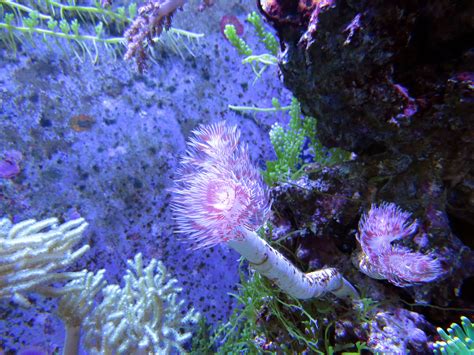  Red Coral: A Remarkable Marine Invertebrate Displaying Breathtaking Beauty and Exquisite Skeleton Formation!