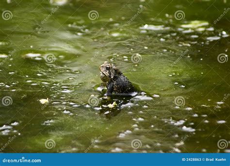  Toad:  A Slimy, Hopping Enigma With A Voracious Appetite!