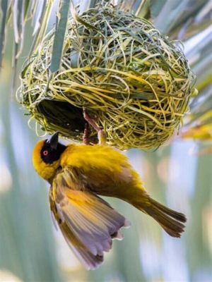  Turacos! Majestic Avian Architects Building Colorful Nests