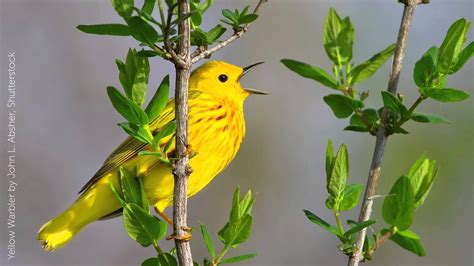  Yellow Warbler:  Can This Small Songbird Really Pack Such an Energetic Tune into Its Tiny Frame?