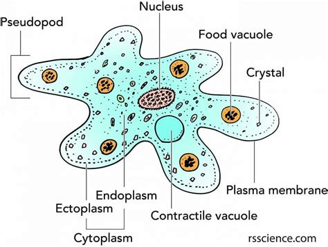 Amoeba proteus: Uncovering the Secrets of a Single-Celled Enigma That Moves with Exquisite Elegance!