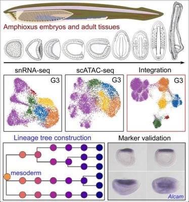  Amphioxus! This Tiny Cephalochord Holds Secrets To Understanding Vertebrate Evolution