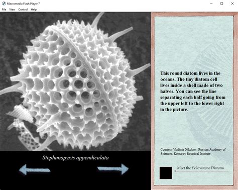  Bodonids: Tiny Single-Celled Wonders Living Life on the Fast Lane!