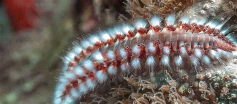  Bristleworm: This Fascinating Underwater Creature Has A Colorful Body And An Even More Colorful Appetite!