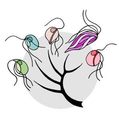  Chaoschaos! Exploring the Enigmatic Single-Celled World of This Protist