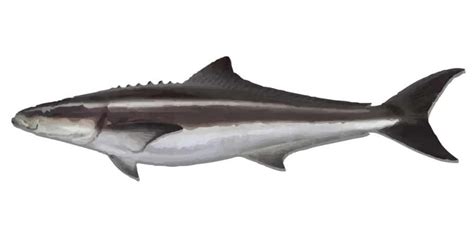  Cobia! A Magnificent Fish That Combines Elegance and Power Through Its Unique Swimming Style