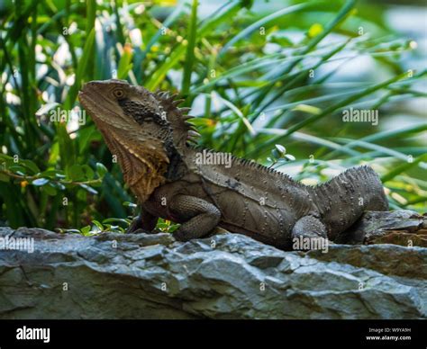  Dragon Lizards: Scaly Superstars Hiding in Plain Sight!