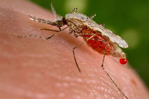  Falciparum Malaria Parasite: A Tiny Terror that Hijacks Red Blood Cells and Triggers Feverish Nightmares!