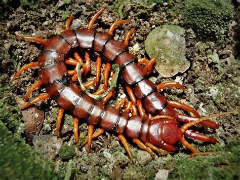 Giant Millipede! A Slow-Moving Terrestrial Arthropod That Thrives In Moist Environments Under Rocks And Decaying Logs