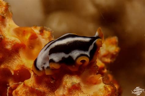 Hoploplana! An Enchanting Marine Flatworm Known for Its Remarkable Regenerative Abilities and Predatory Prowess