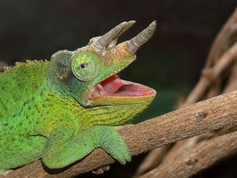  Jackson's Chameleon: A Living, Breathing Work of Art That Exhibits Remarkable Camouflage Abilities