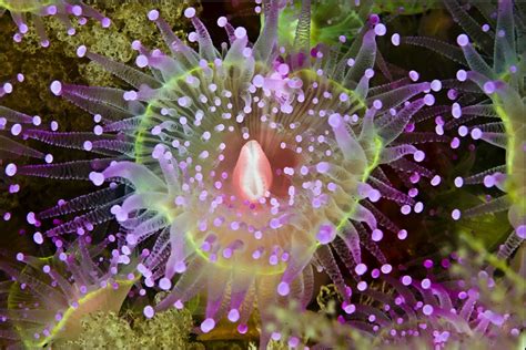 Jewel Anemone! An Underwater Treasure Cove Featuring Dazzling Tentacles and Elegant Flowing Movements