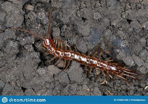 Lithobius! An Enigmatic Creature Combining Ancient Ancestry with Unexpected Agility