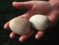 Littleneck Clam: A Bivalve Masterclass in Survival and Sandy Sensations!