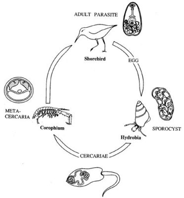  Microphallus! A Tiny Trematode with a Life Cycle Straight Out of Science Fiction