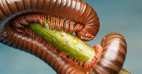  Millipede: A Creature with Countless Legs That Burrows Through Decaying Matter!