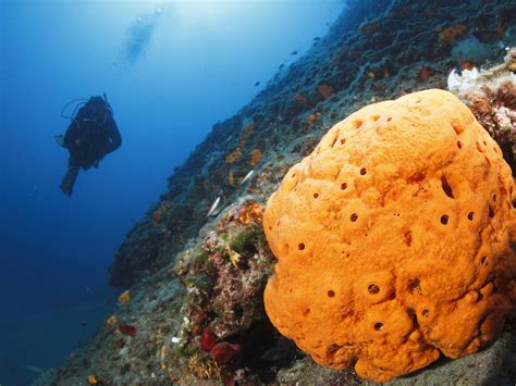 Neoesperiopsina Exigua: Discovering The Secret Life Of A Deep-Sea Sponge Living A Sedentary Lifestyle With Surprisingly Complex Reproduction Strategies!