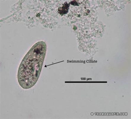  Onychodromus:  An Unassuming Ciliate That Swims Like It's on a Tightrope!