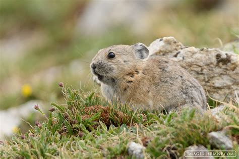 Pika! A Miniature Mountain Mammal With an Appetite for Hay Like a Tiny Bunny on Steroids