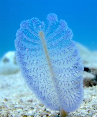 Purple Sea Pen Are These Exquisite Coral Relatives Known For Their Feather-Like Structures And Dramatic Color Displays?