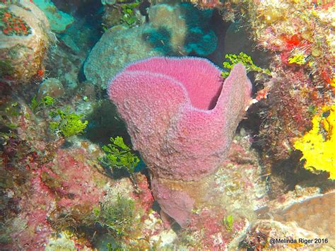 Purple Vase Sponge: Can this Deep-Sea Dweller Survive the Harshest Currents While Displaying Vibrant Colors?