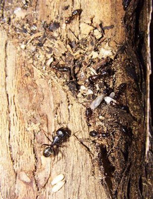  Queen Carpenter Ant: Unveiling the Secrets Behind These Tiny Architects Who Reign Supreme Over Their Wood Kingdoms