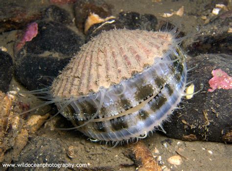 Queen Scallop: A Treasured Mollusk Hiding Beneath the Waves and Showing Off Stunningly Beautiful Colors!