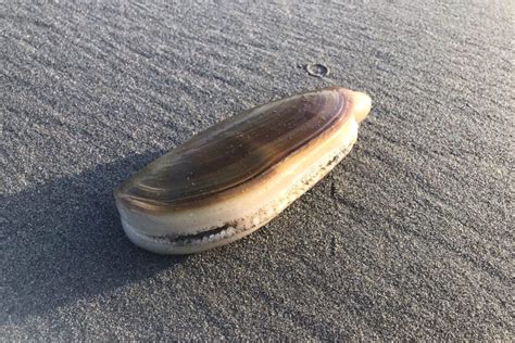  Razor Clam: A Delicious Delight That Thrives In Sandy Shores And Burrowers Through Shifting Sands