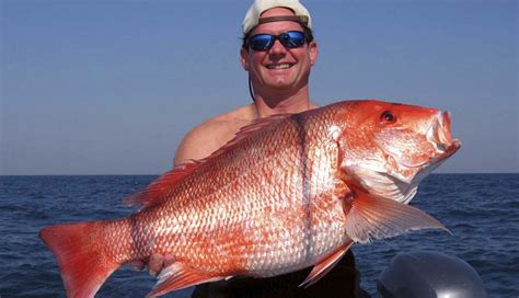  Red Snapper: Unveiling the Deep-Sea Master of Deception With Its Enticing Crimson Hues and Mysterious Lurking Habits! 