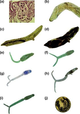  Strigeid Trematodes:  Parasitic Worms That Take You on an Epic Journey Through Multiple Hosts!