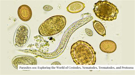 Trematodes: Exploring the Fascinating World of the Transversotrema Punctatum – A Tiny Trematode with an Epic Lifecycle!