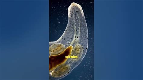  Umbrella Flatworm: A Master of Regeneration Hiding in Plain Sight!