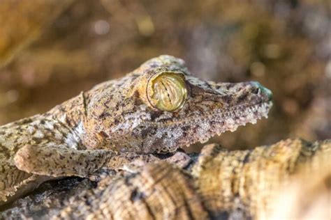  Umbrella-leaf Gecko: A Tiny Master of Camouflage and Stealthy Nocturnal Hunting