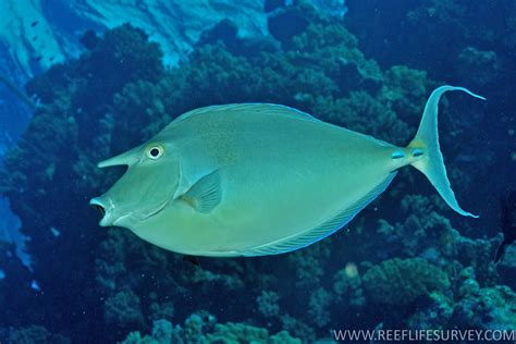  Unicornfish! A Glimpse into the Dazzling World of Reef Inhabitants with Unique Horned Features