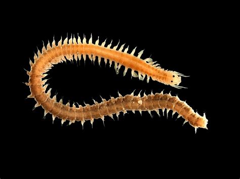  What Makes a Worm so Wonderful: Exploring the World of the WoRMS Polychaete