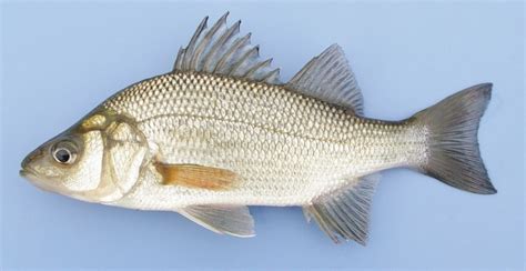  White Perch: A Deep-Diving Delight with An Uncanny Resemblance to Its Freshwater Cousins!