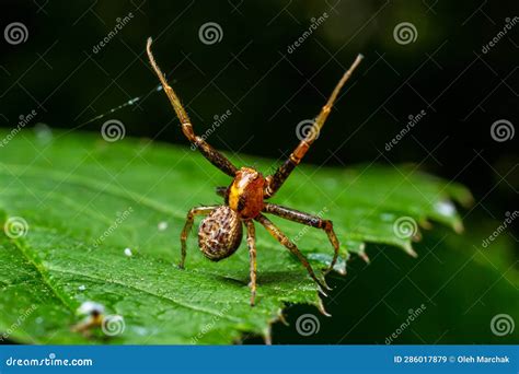 Xysticus, A Spider So Agile It Could Outdance a Ballet Dancer!