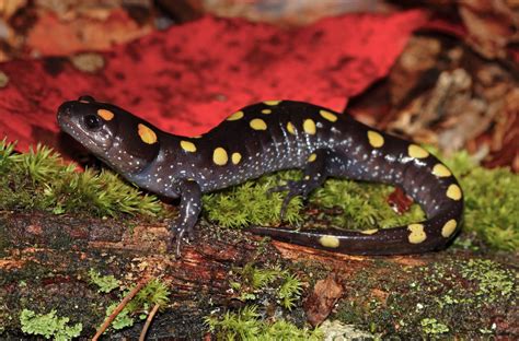  Yellow-Spotted Salamander: An Amphibian Enigma Hiding In Plain Sight?